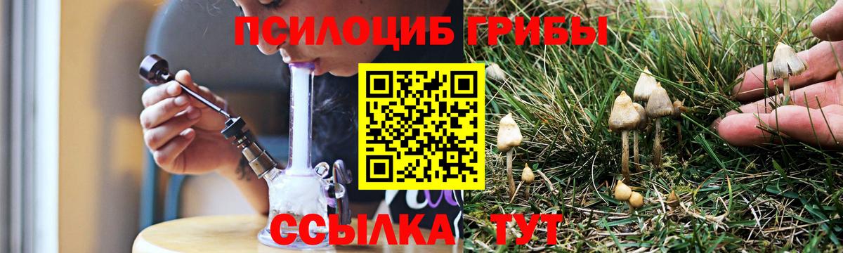 Псилоцибиновые грибы Psilocybe Кинешма